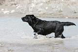 LABRADOR 520